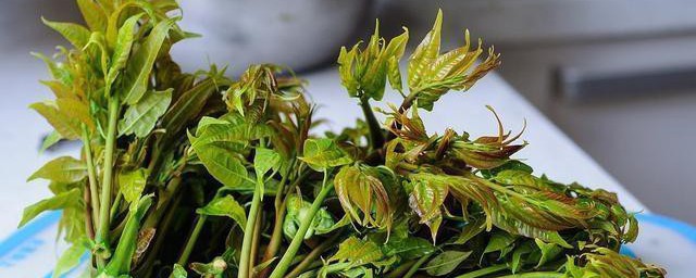 怎样吃香椿的方法正确 怎样吃香椿