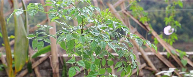 树参是什么 树参简介