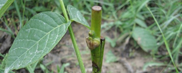 核桃树嫁接时间和要领 核桃树怎样嫁接