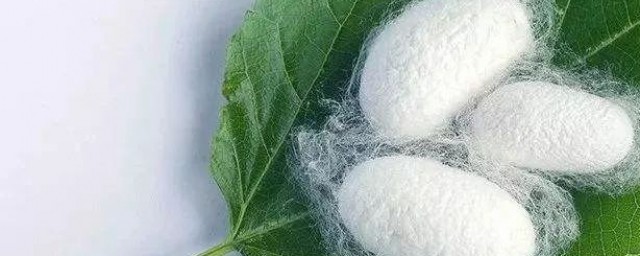 蚕吐丝后怎样处理 蚕吐丝后处理技巧