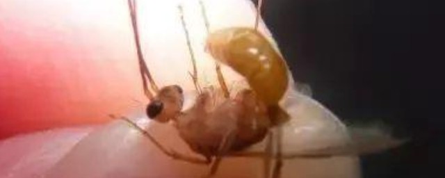 家里飞蚁怎么消灭 家里飞蚁如何消灭