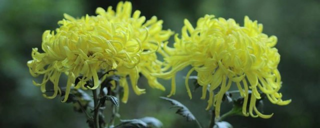 赏菊花是什么节日的风俗 赏菊花的节日介绍