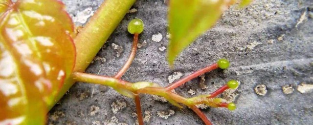 关于爬山虎脚的资料 有关爬山虎脚的资料