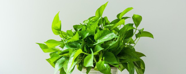 关于绿萝的资料 关于绿萝的资料主要内容