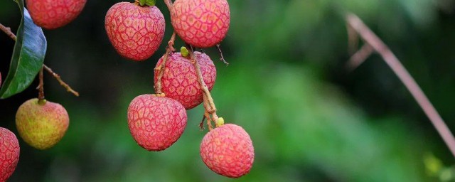 关于荔枝的资料 关于荔枝的介绍