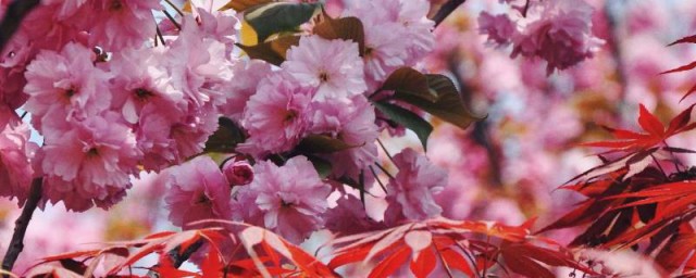 红叶是什么季节 红叶的季节介绍