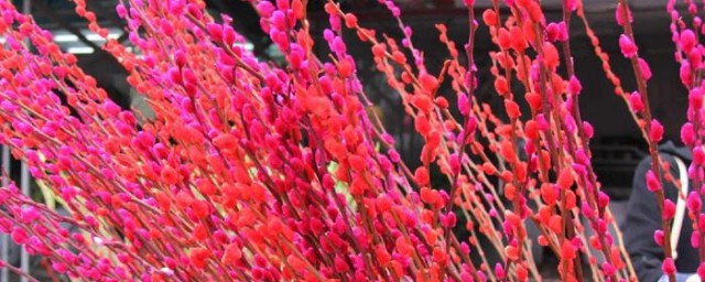 银柳种植方法 银柳如何种植