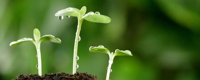 雨是如何来的 雨是怎样形成的