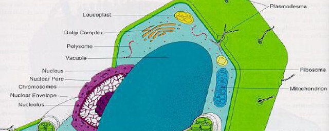 原生质体和原生质层分别是什么 原生质体和原生质层介绍