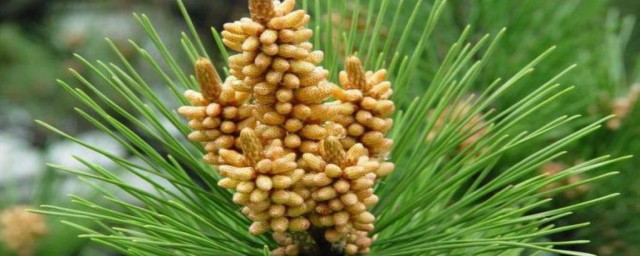 天然松花粉的食用办法 天然的松花粉如何吃法