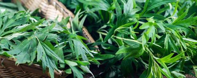 新鲜艾草的食用办法 新鲜艾草如何吃