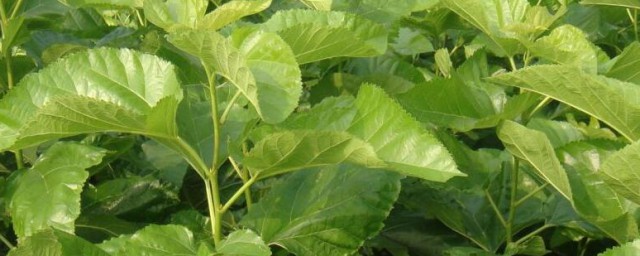 桑叶的食用方法 桑叶如何食用