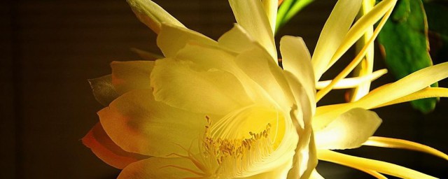 昙花功效及食用办法 昙花有什么功效