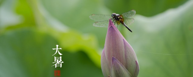 夏天小动物的避暑技巧 动物的避暑方式简介