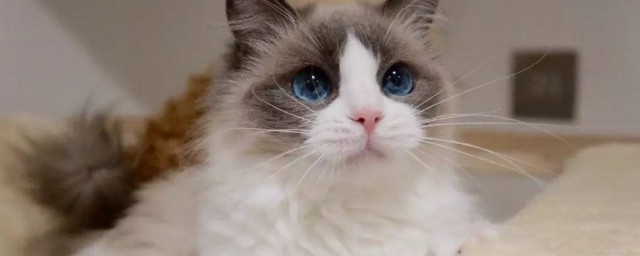 布偶猫满耳满背什么意思 布偶猫满耳满背意思简单简介
