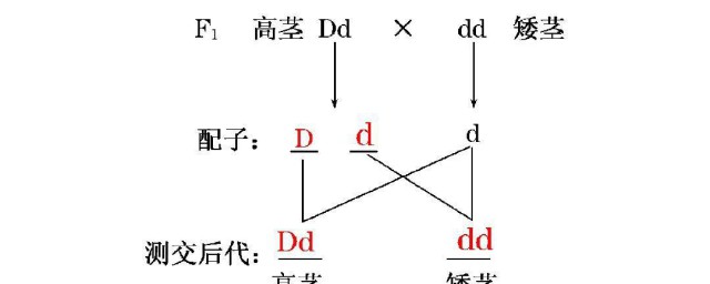 测交通俗解释 测交是什么