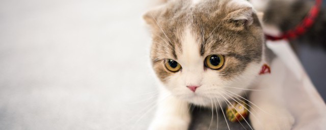 猫能吃羊肉吗 猫吃羊肉要怎么吃