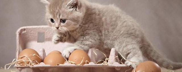 猫能吃蛋吗 猫吃蛋要怎么吃