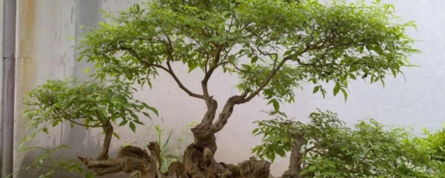黄荆树桩盆景怎么栽种 黄荆树桩盆景栽种技巧