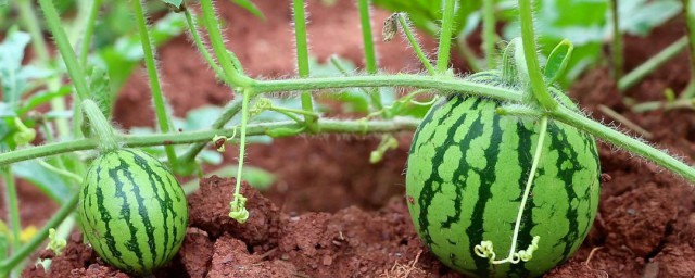 西瓜怎么种植的方法 西瓜种植的方法