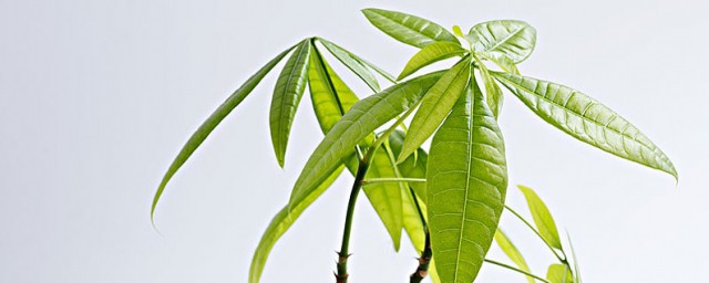 怎样养发财树才能又绿又旺盛 五种方法让你的发财树越养越发财