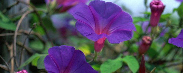 矮牵牛花种子播种办法 矮牵牛花种子如何播种