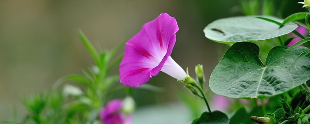 牵牛花种植时间办法 关于牵牛花种植时间办法