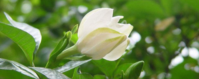 桅子花的养殖办法 桅子花的相关知识