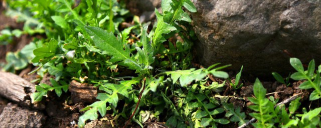 夏菇草哪些人不能喝 夏菇草什么人不能喝