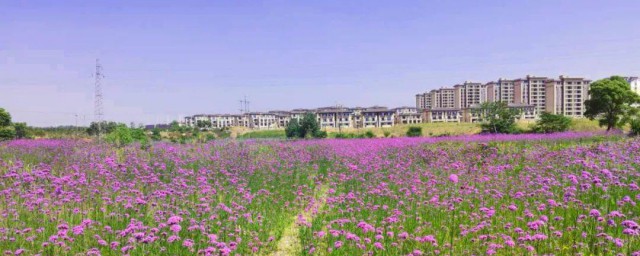 五月的花海歌词 五月的花海歌曲介绍