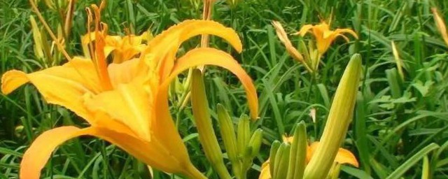 黄花菜开花以后还能不能吃如何吃 黄花菜开花以后还能吃吗