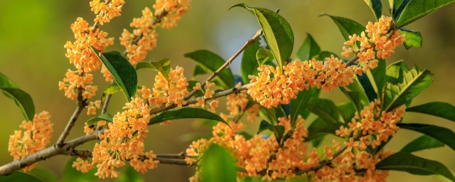 桂花树如何修剪才好看 怎样修剪桂花树