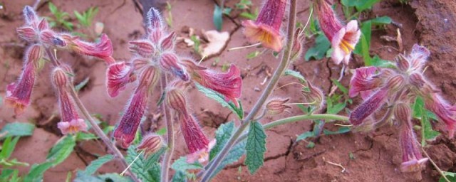 地黄怎么种植 地黄的种植方法