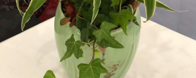 水养吊兰如何养才茂盛 水养吊兰的做法