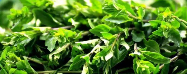 马兰头不能与什么同食 马兰头不可以与什么同食