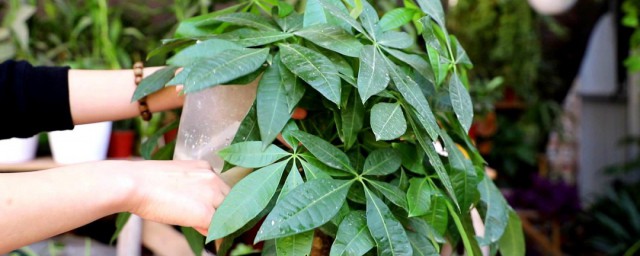 怎样修剪发财树枝条 修剪发财树枝条的方法
