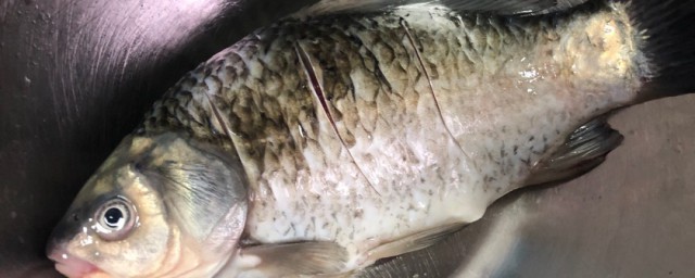 怎么清洗鲫鱼 鲫鱼怎么清洗