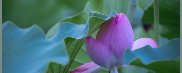 梦见荷花是什么意思 梦见荷花是什么的意思