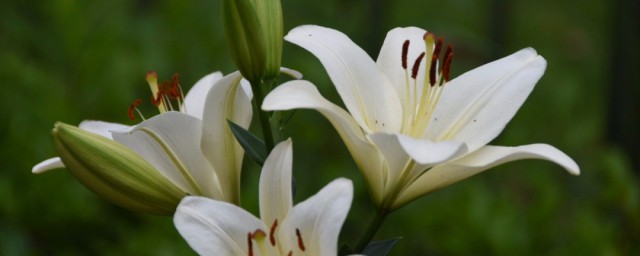 西伯利亚百合花语是什么 西伯利亚百合花语简介