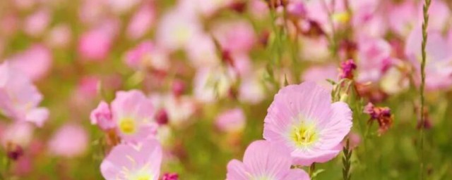 红樱草的生日花语是什么 关于红樱草的生日花语