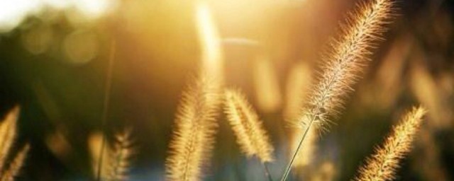 狗舌草的生日花语是什么 狗舌草的生日花语介绍