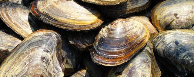 怎么清洗河蚌 河蚌怎样食用
