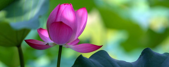 2023年夏天什么时候入伏 2023年夏天啥时候入伏