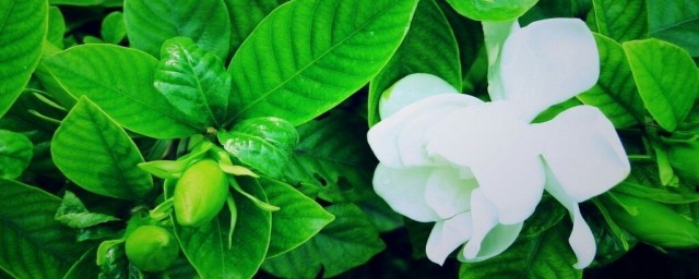 栀子花苞没开就掉了怎么办? 栀子花没开花苞就掉了怎么处理