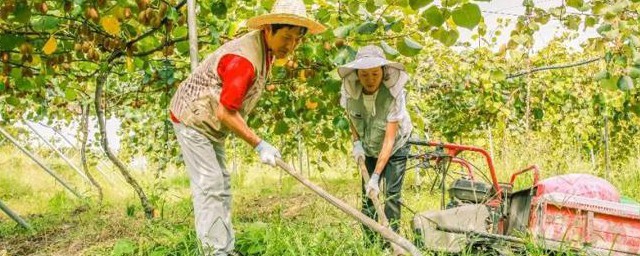 野老除草剂使用技巧 野老除草剂如何使用