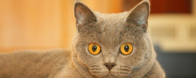 养猫家庭怎么驱蚊? 养猫家庭的驱蚊方法