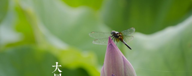 节气大暑是什么意思 节气大暑的意思