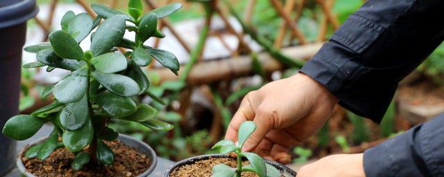 玉树怎么养才茂盛? 如何养殖玉树