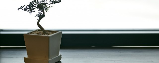 花土里有白蚁怎么办? 花土里有白蚁怎么解决