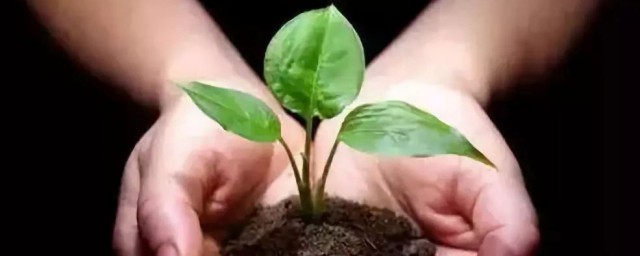 花肥如何施更有效果 花肥怎么施更有效果